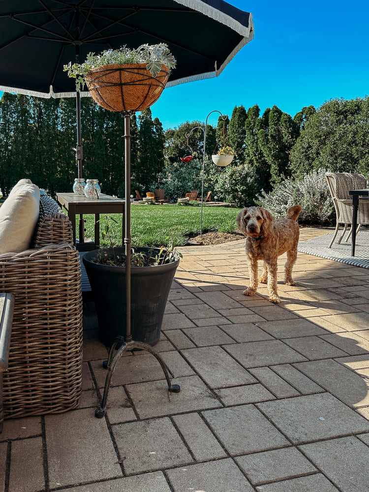 backyard patio with dog