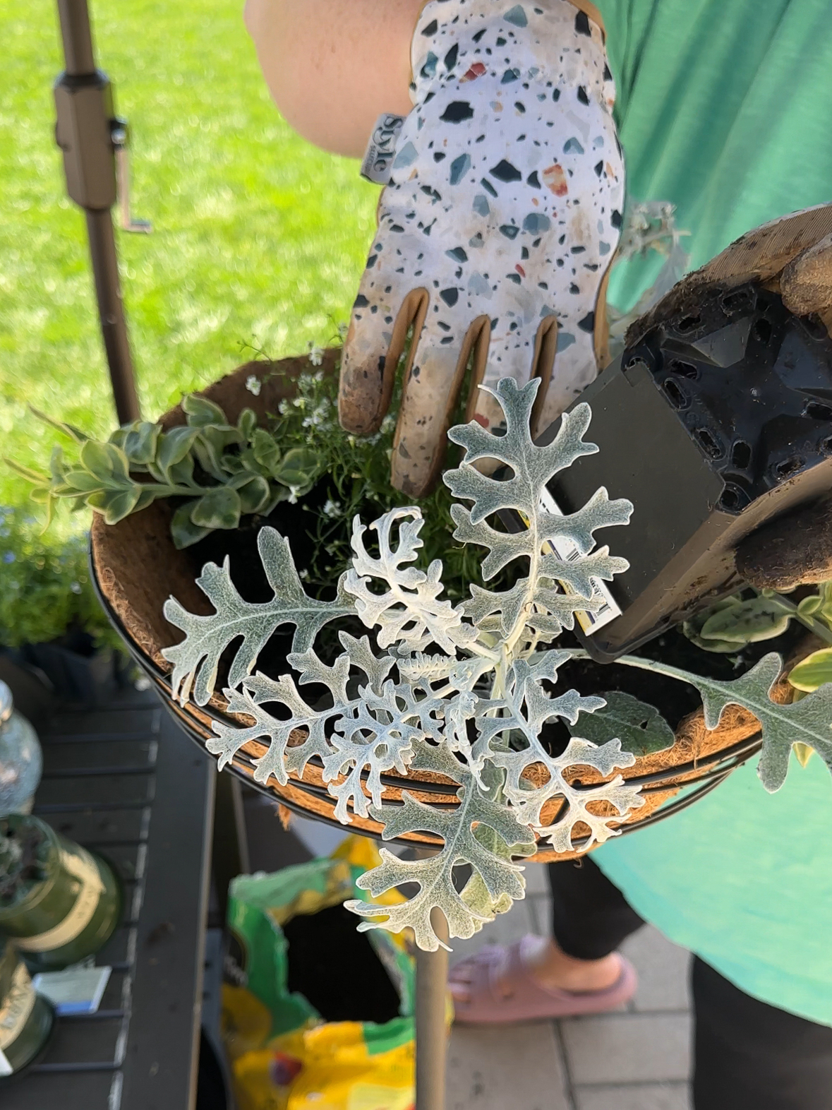 planting dusty miller