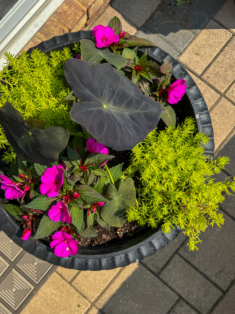 colorful plants and flowers