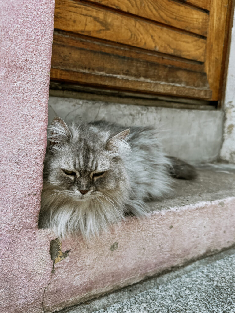 cat in Rue Cremieux