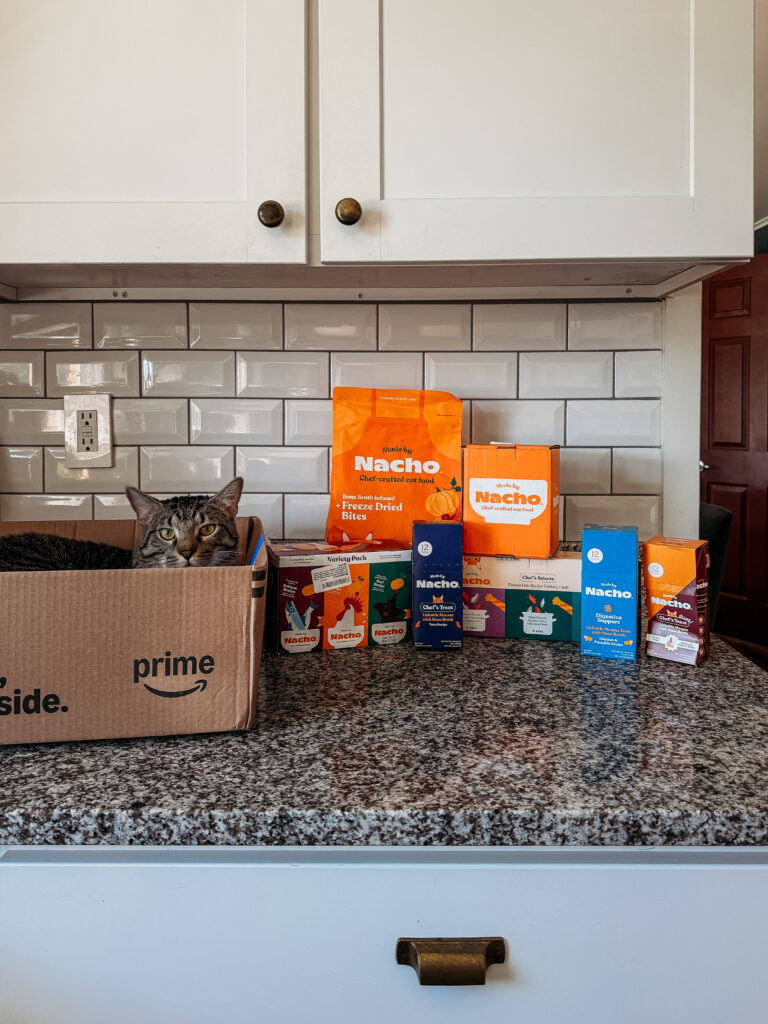 cat with cat food on kitchen counter
